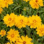 Fleurs - Coréopsis Presto - Graines d'Exception - face recto